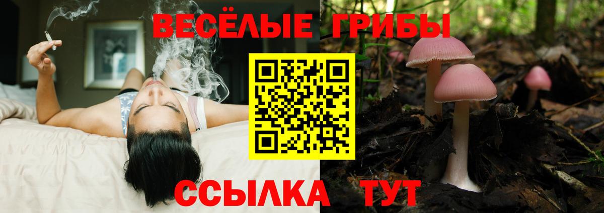 Галлюциногенные грибы Psilocybine cubensis Норильск